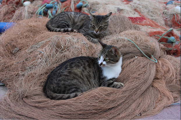 Cats
