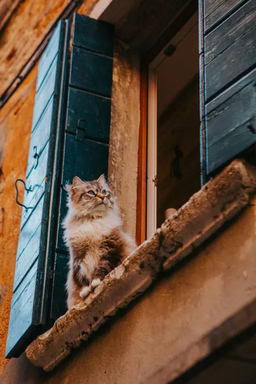 cat_window.webp